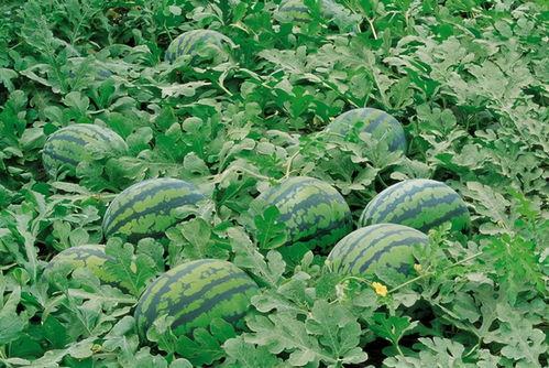 吃瓜qun,网络社交新现象背后的故事